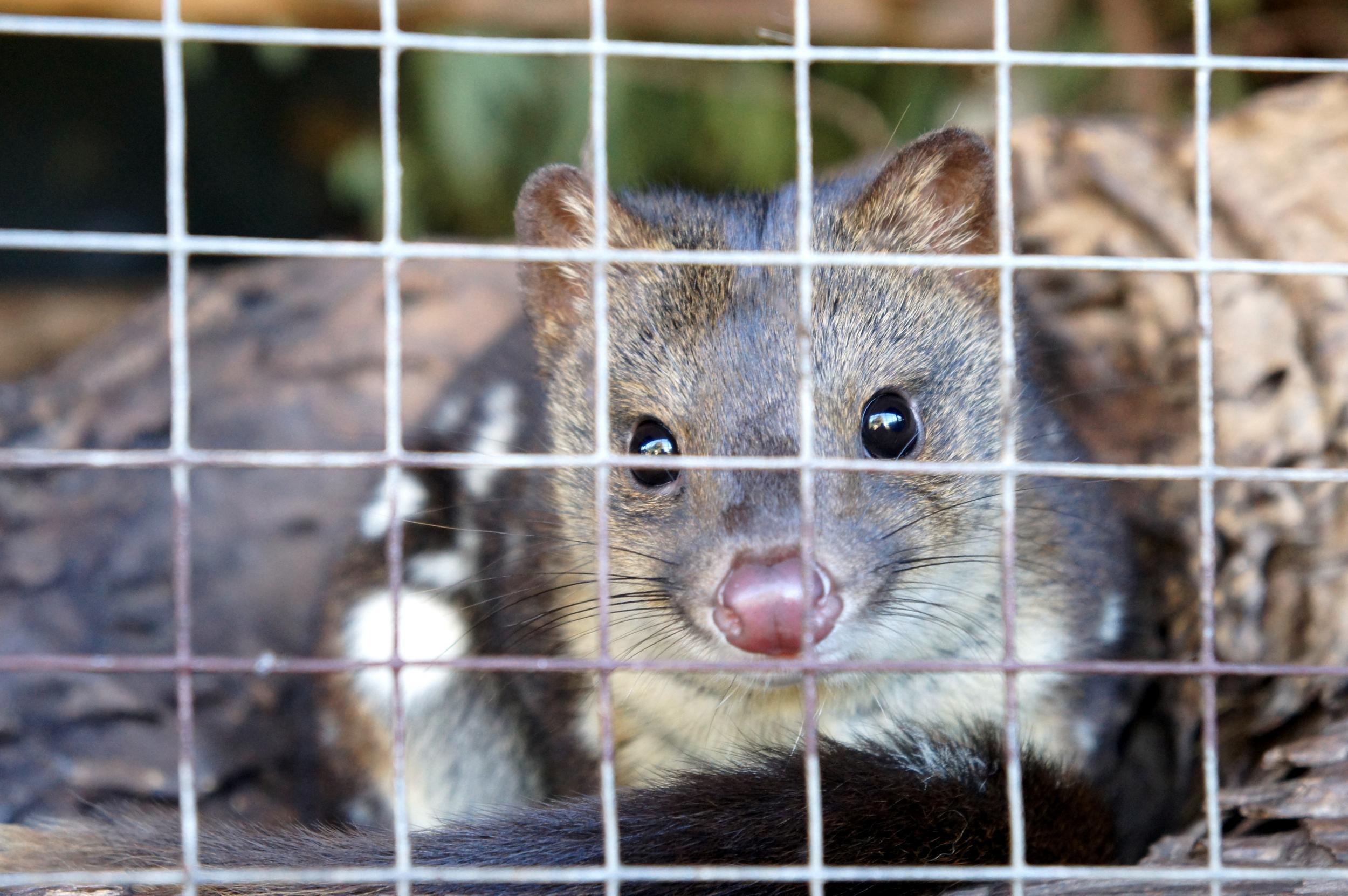 The chudditch, or Western Quoll, is a native marsupial that will be reintroduced to the island
