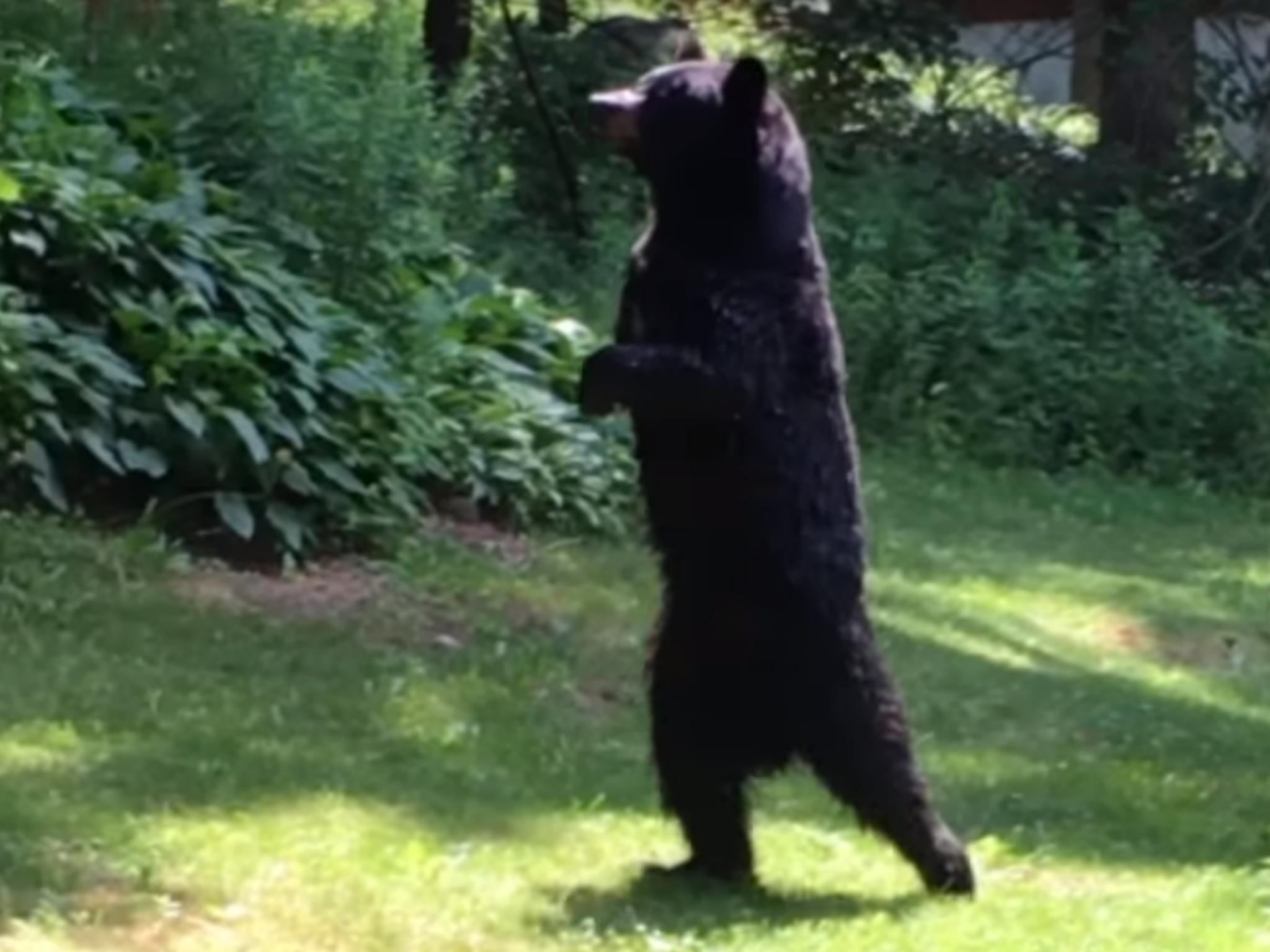 Pedals the bear, who walked upright due to his front paws being injured