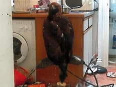 Man found keeping golden eagle in ‘disgusting’ kitchen