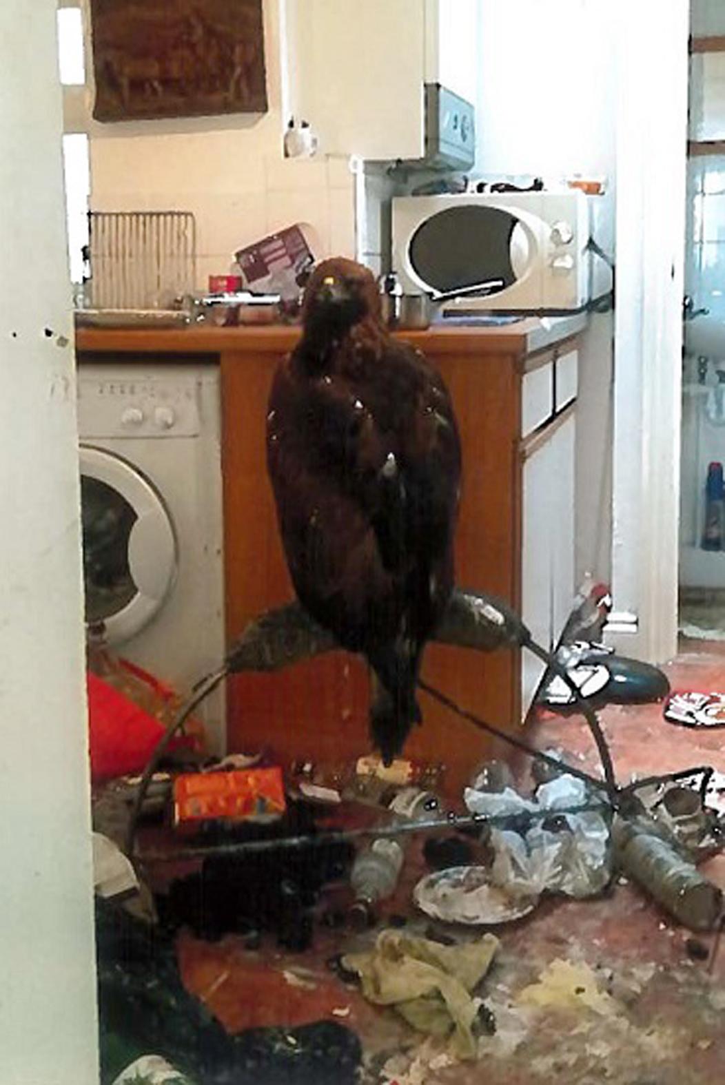 What Do Golden Eagles Eat Hunting Feeding Habits The Rspb