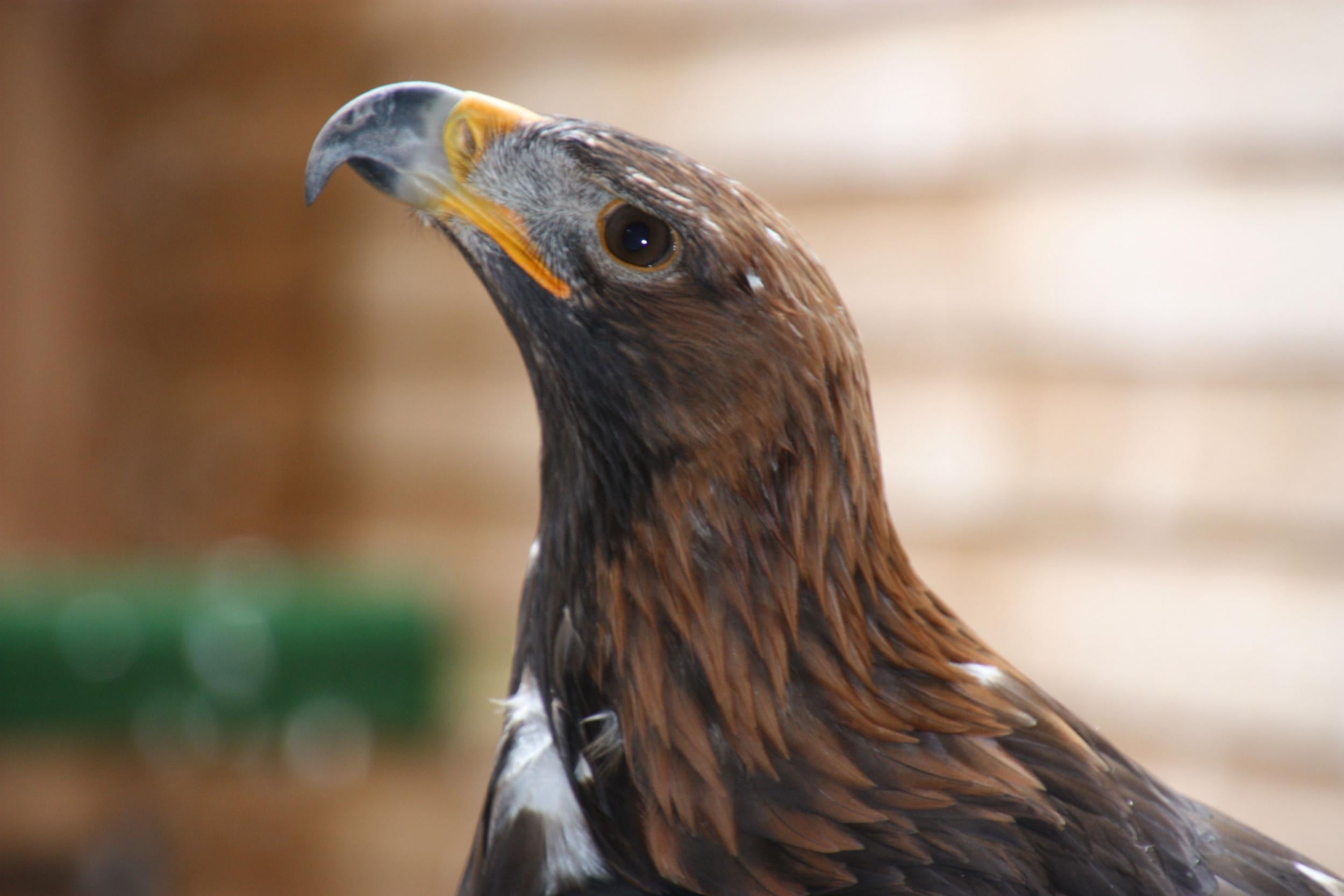 Man Found Keeping Golden Eagle In Disgusting Kitchen The