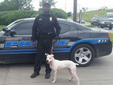 US police departments are adopting pit bulls to save money