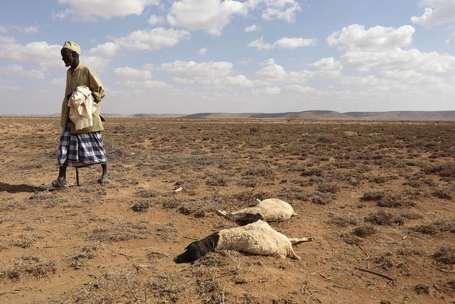 A man walks past the carcass of sheep that died during the El Nino-related drought in Marodijeex, Somaliland