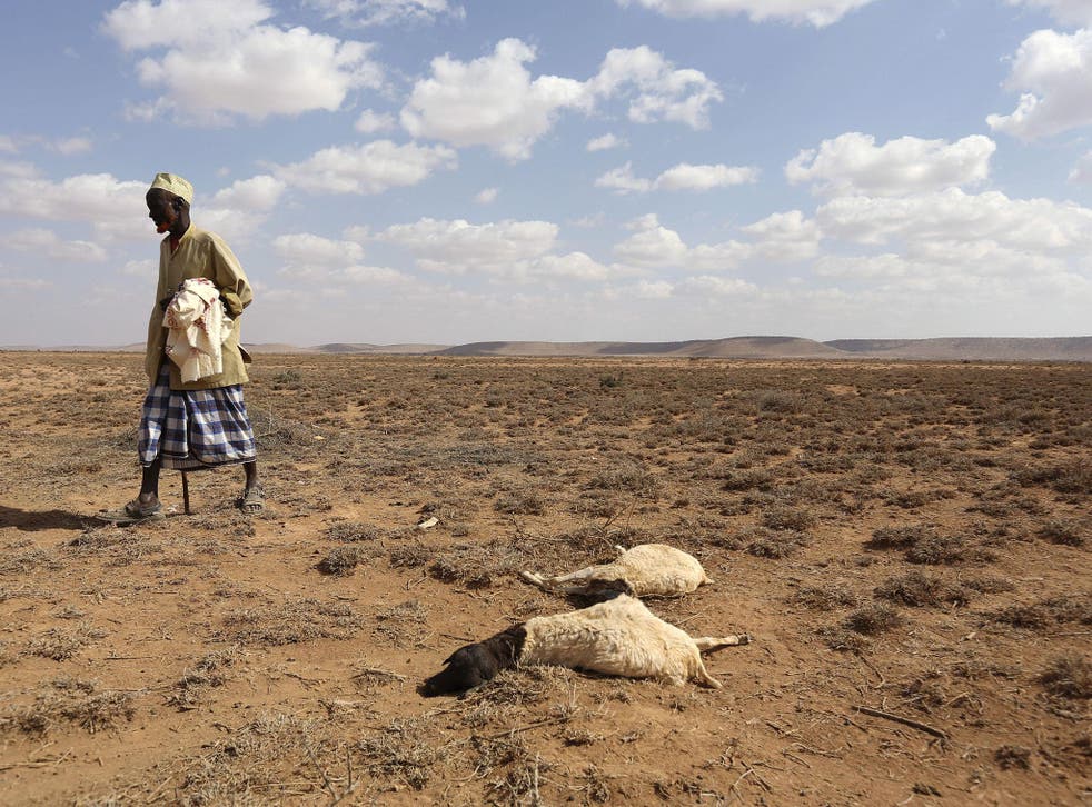 A man walks past the carcass of sheep that died during the El Nino-related drought in Marodijeex, Somaliland
