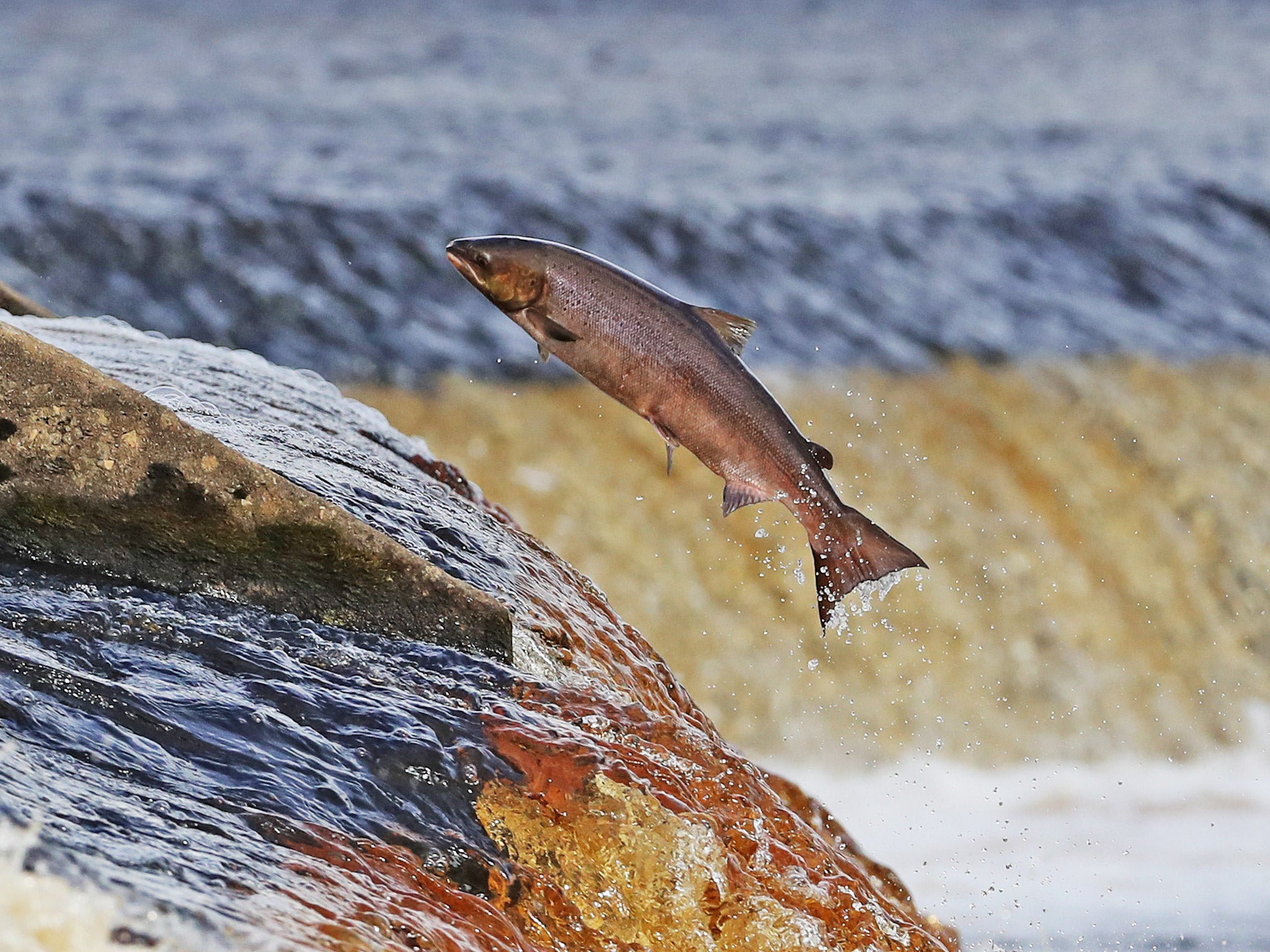 A healthy salmon makes its way upstream