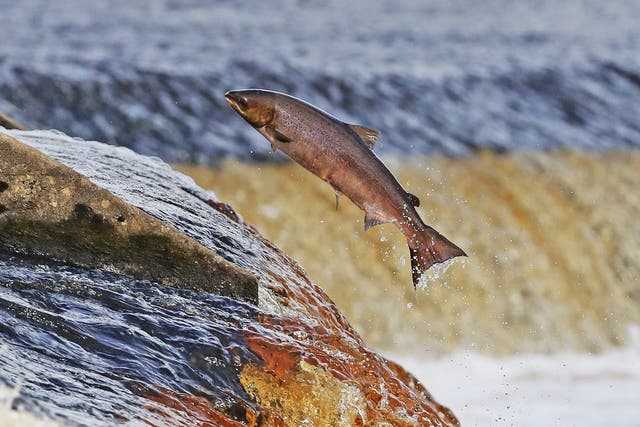 Humans’ natural assets, such as salmon, are not being replaced at the rate at which they are being used