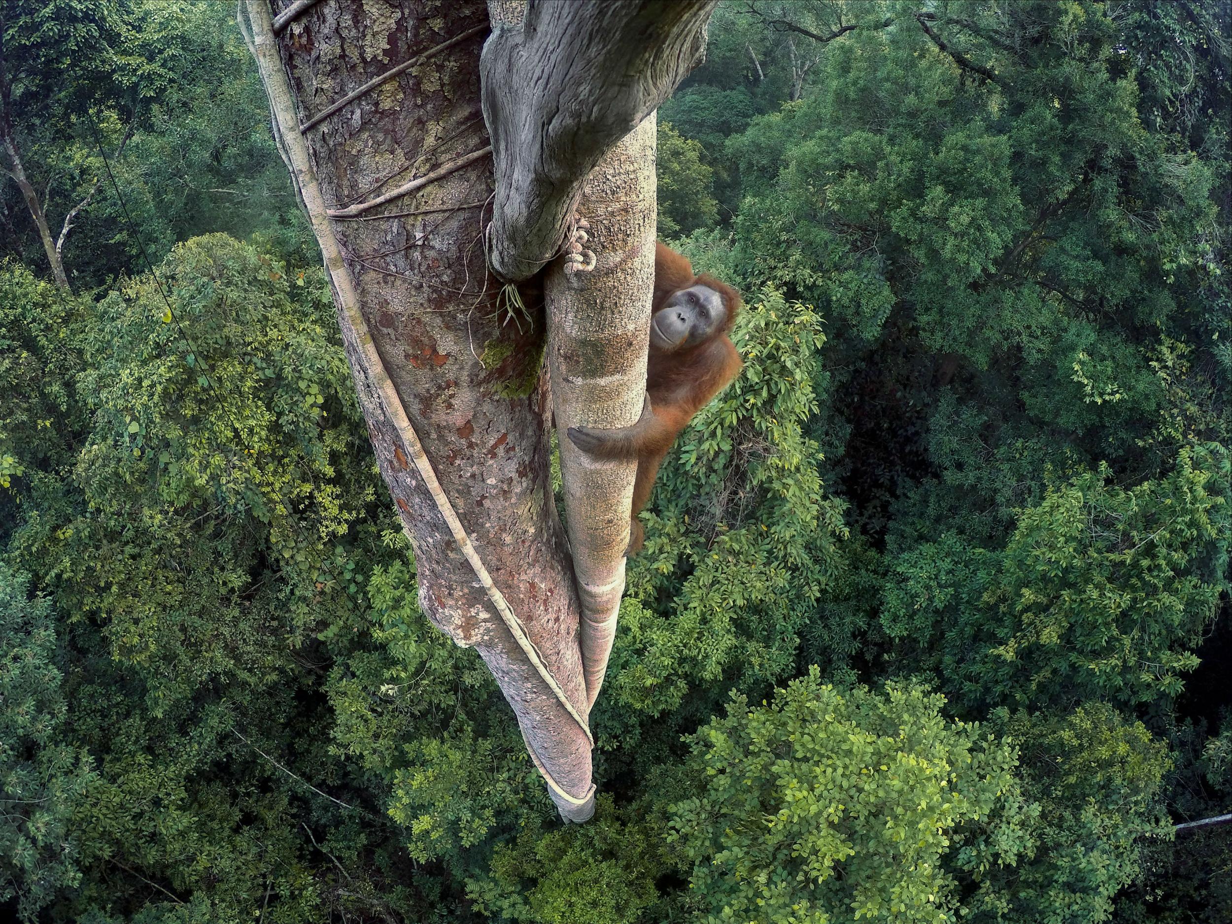 'Entwined lives' by Tim Laman (USA) - Winner, Wildlife Photographer of the Year 2016