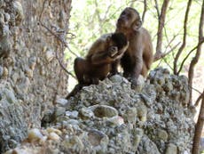 Tool-making monkeys 'throw spanner' in human evolution