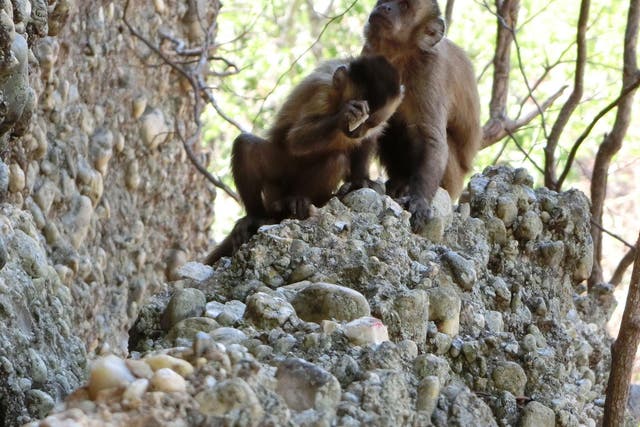 Wild-bearded capuchin monkey in Serra da Capivara National Park, Brazil, unintentionally creating fractured stone flakes that look like tools made by early humans