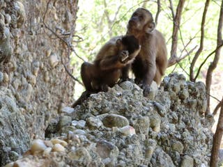 Monkeys 'throw spanner' in our understanding of human evolution by