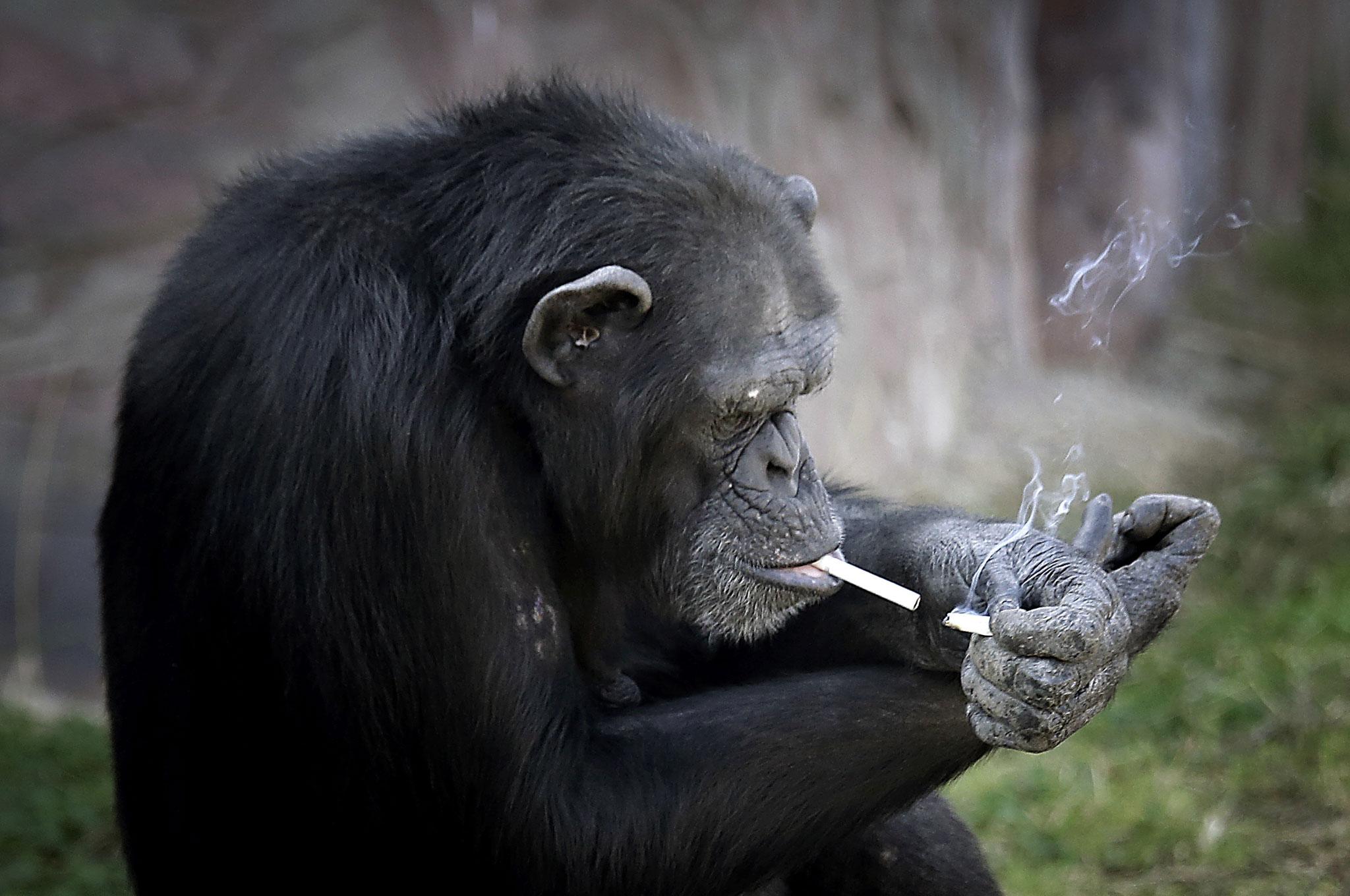 This chimpanzee smokes 20 cigarettes a day indy100 indy100