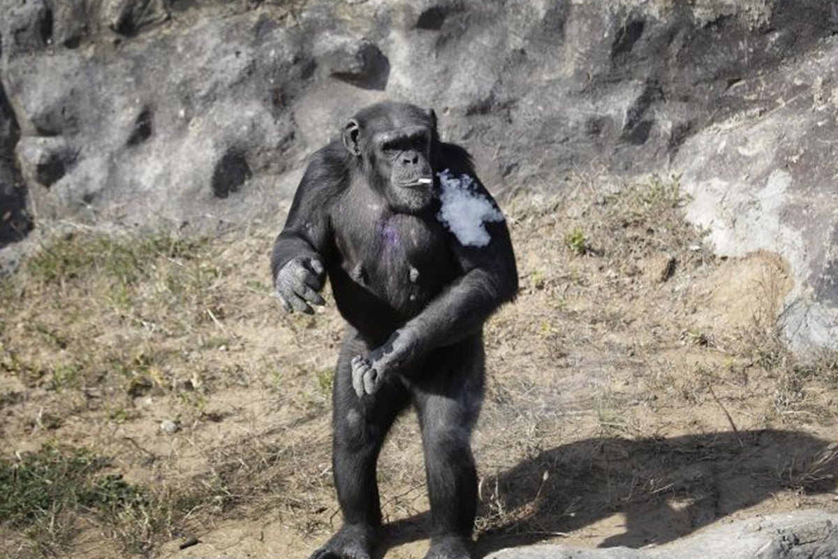 North Korean zookeepers defend making chimp smoke cigarettes because she  'doesn't inhale' | The Independent