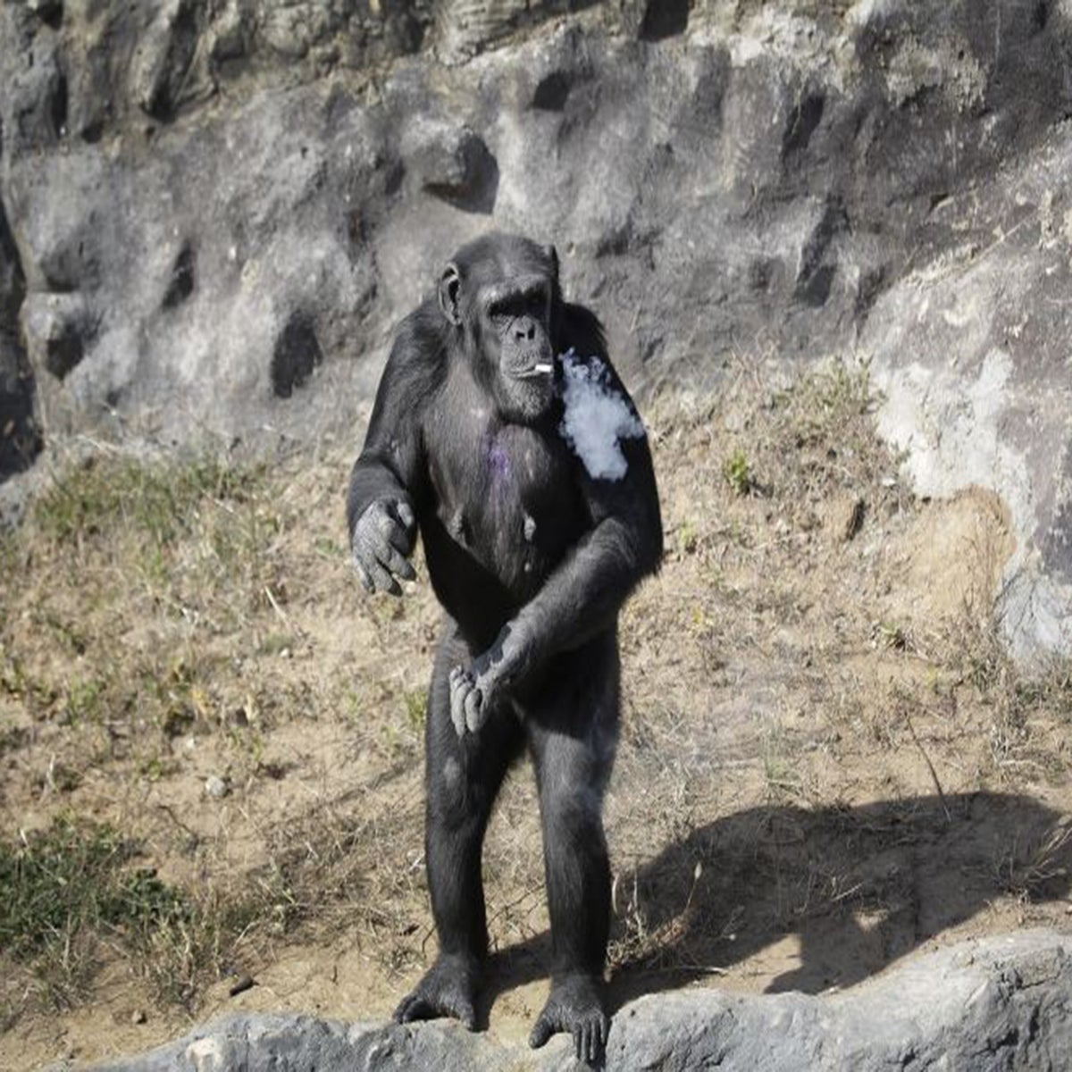 North Korean zookeepers defend making chimp smoke cigarettes because she  'doesn't inhale' | The Independent