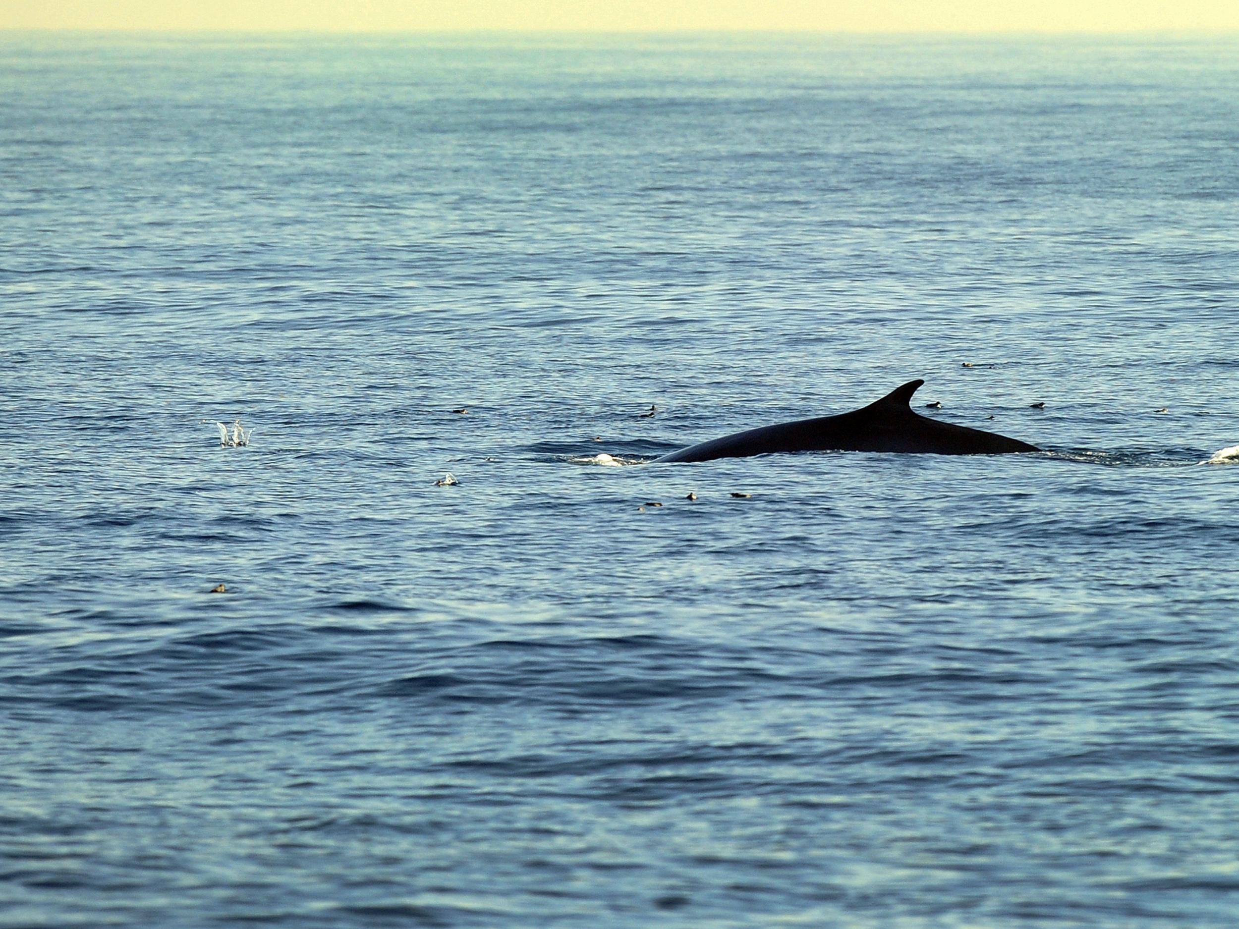 A Fin whale, which grows up to nearly 27-metres (88 feet long), making it the second largest whale, is seen in the Pacific Ocean