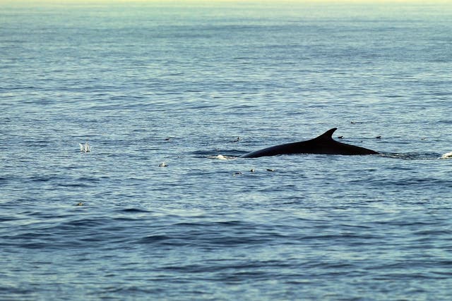 A Fin whale, which grows up to nearly 27-metres (88 feet long), making it the second largest whale, is seen in the Pacific Ocean