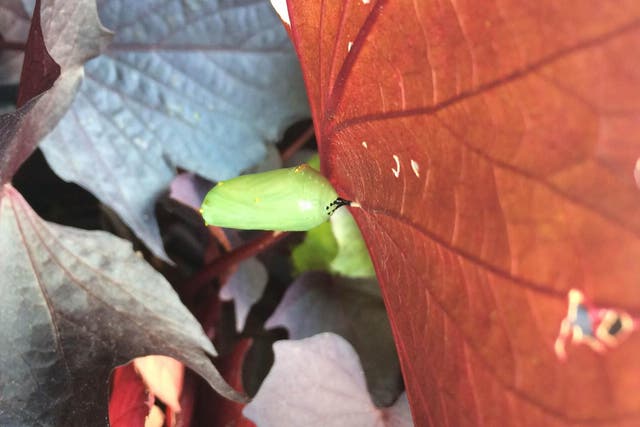 A monarch pupa develops on the underside of a sweet potato vine leaf