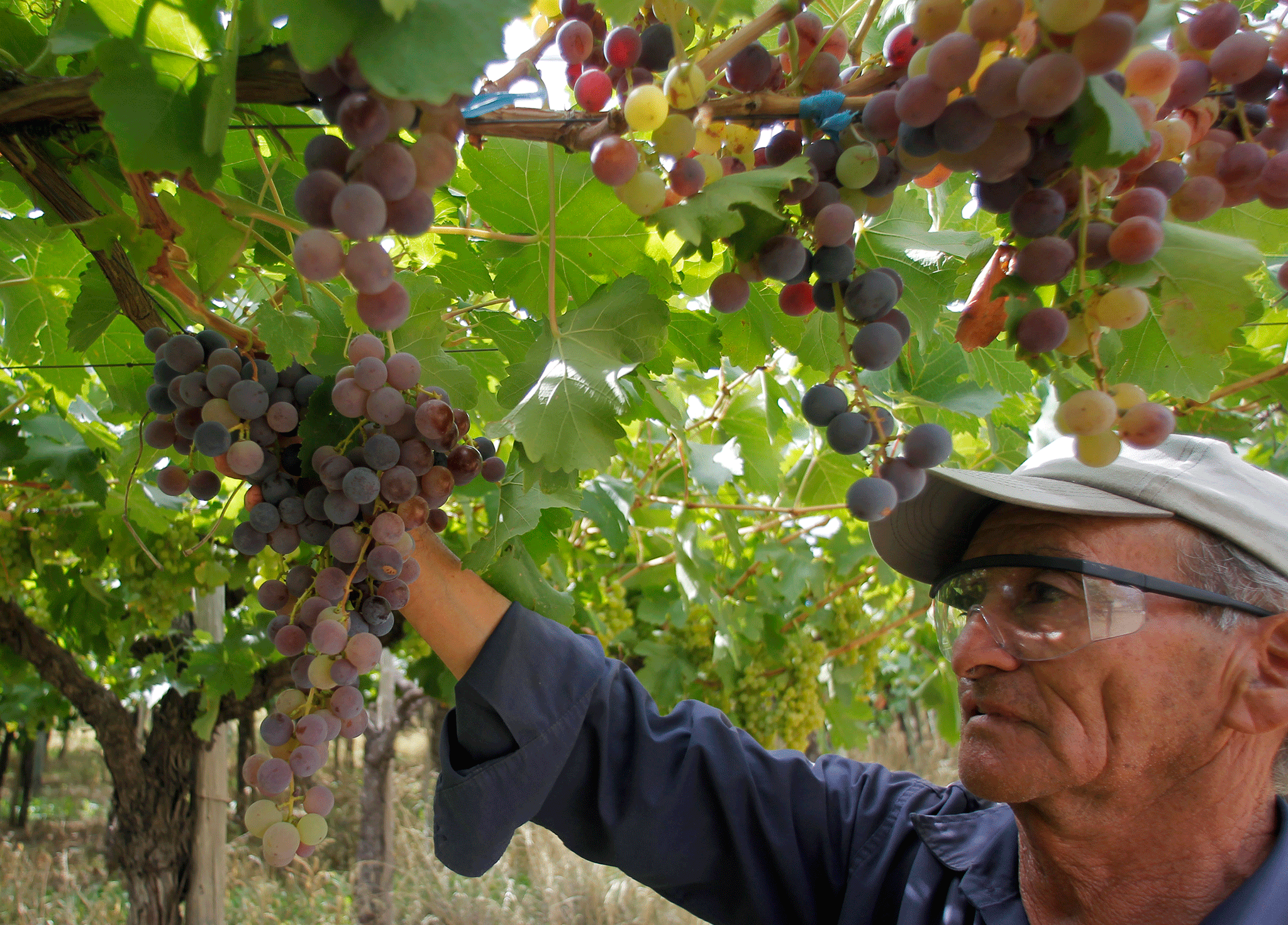 Vineyard manager Antonio Navarro looks at grapes ready to be harvested at the Casa Bianchi vineyard in San Rafael, Argentina