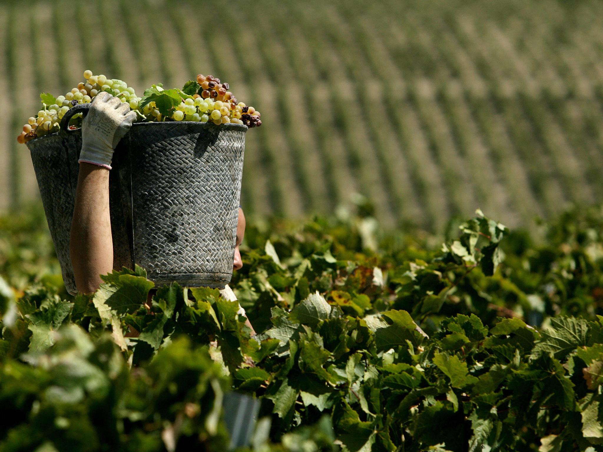 French winemakers have endured a terrible year