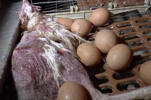A dead hen lies among eggs at Seisdon Poultry Unit, owned by Ridgeway Foods