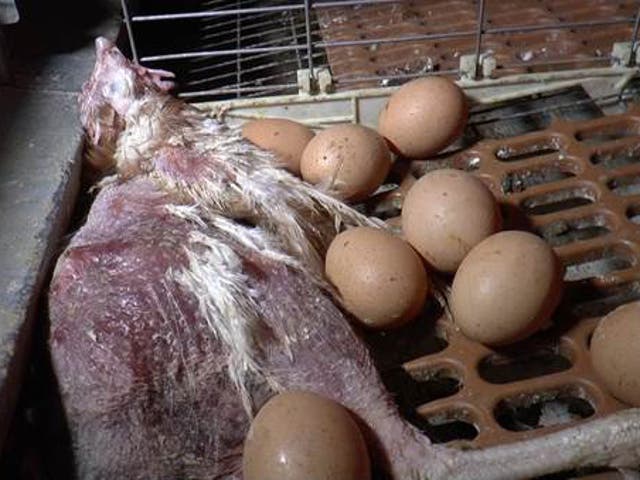 A dead hen lies among eggs at Seisdon Poultry Unit, owned by Ridgeway Foods