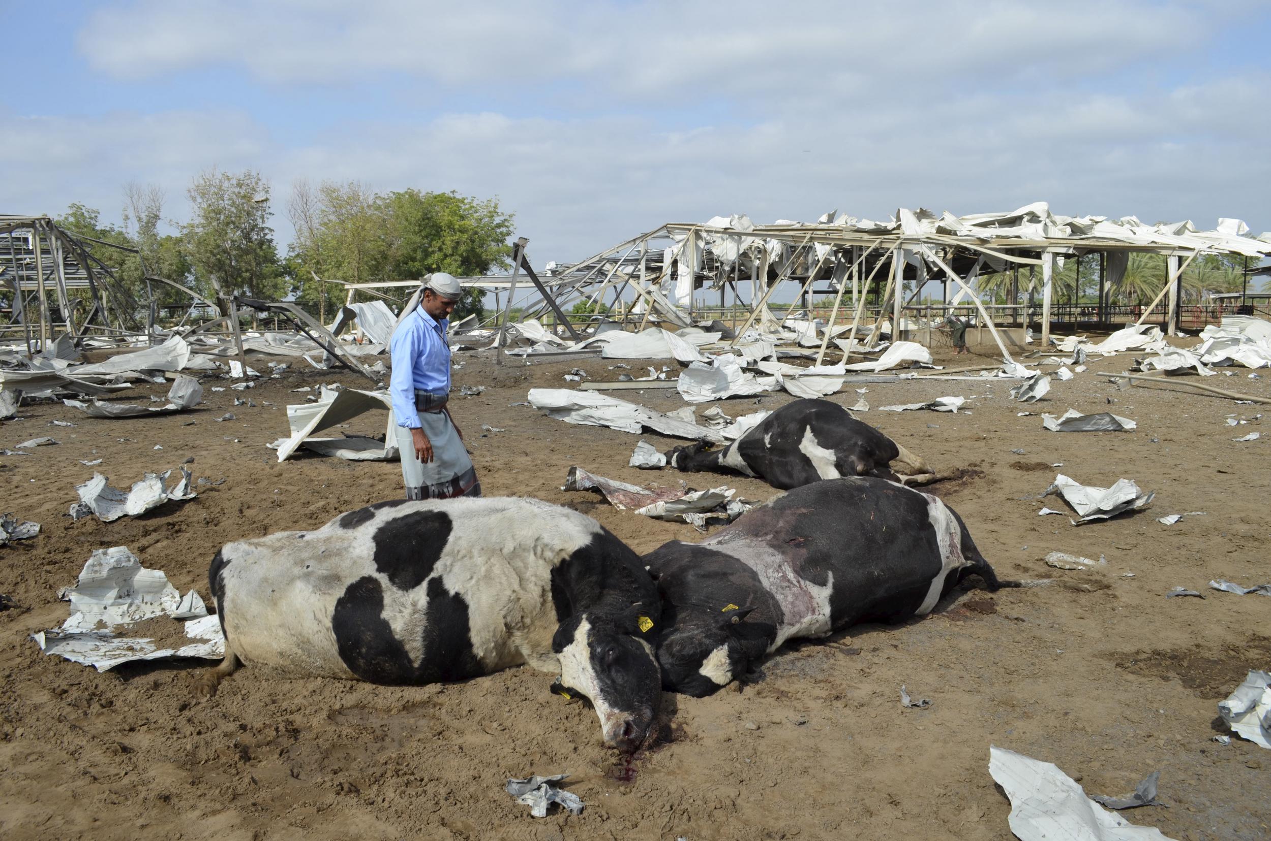 A man looks at cows killed by a Saudi-led air strike at a dairy farm in Bajil in Yemen's western province of Houdieda