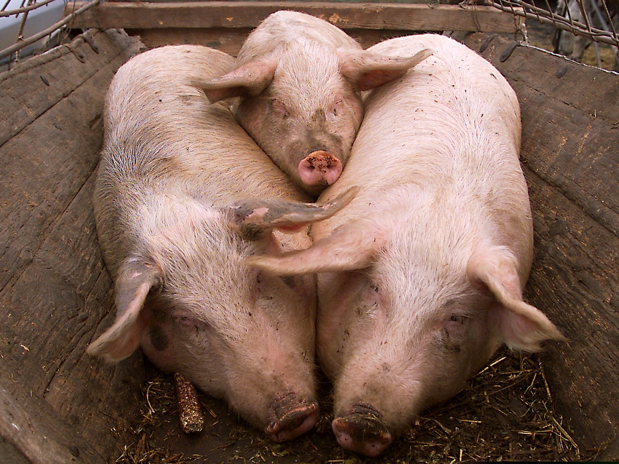 Pigs wait to be sold at a market in Calugareni, Romania