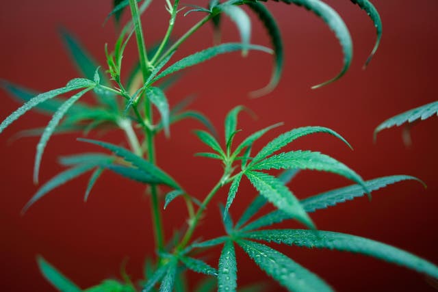 Legalisation of recreational cannabis has already taken place in Alaska, Colorado, Oregon and Washington