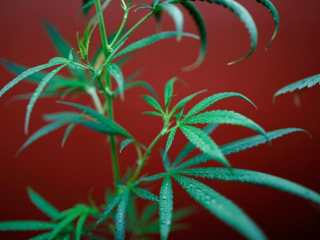 Sir Richard Branson has in the past spoken out vocally against the war on drugs