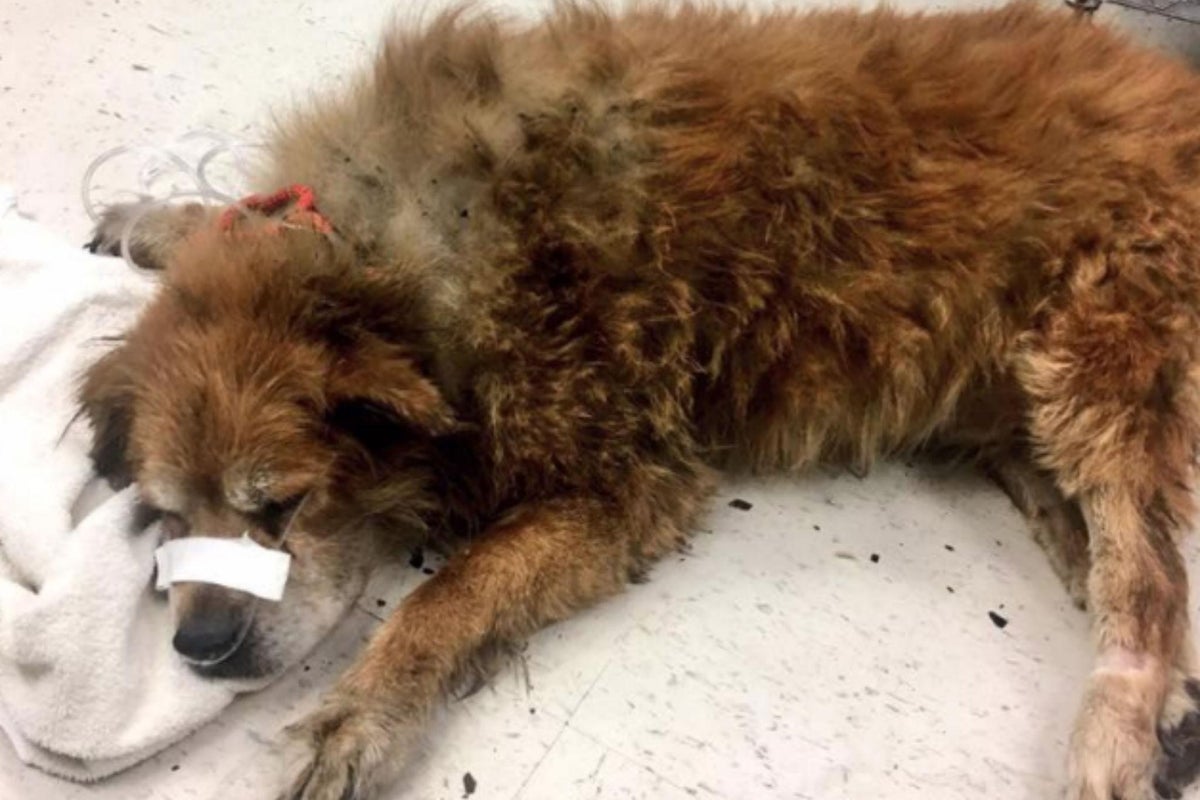 Hero dog saves owner from house fire by protecting woman from flames ...