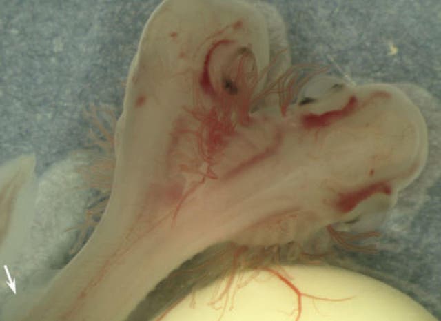 A two-headed catfish shark embryo discovered in a Spanish laboratory