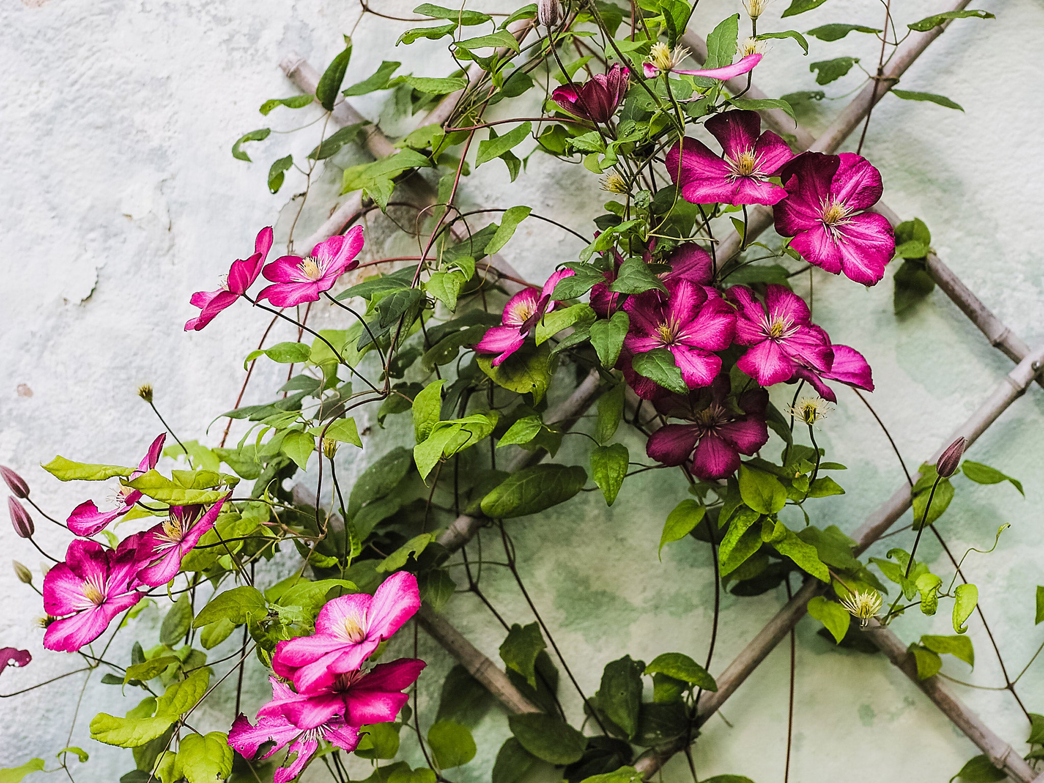 Many clematis strands struggle with drought