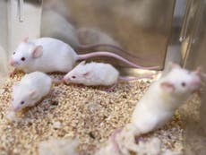Mice genetically modified to prevent addiction to cocaine
