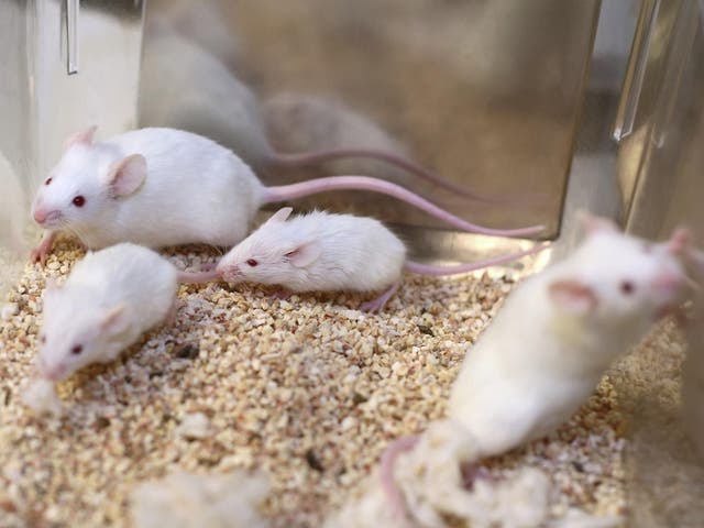 Pick of the squeak: some mice react to the news yesterday