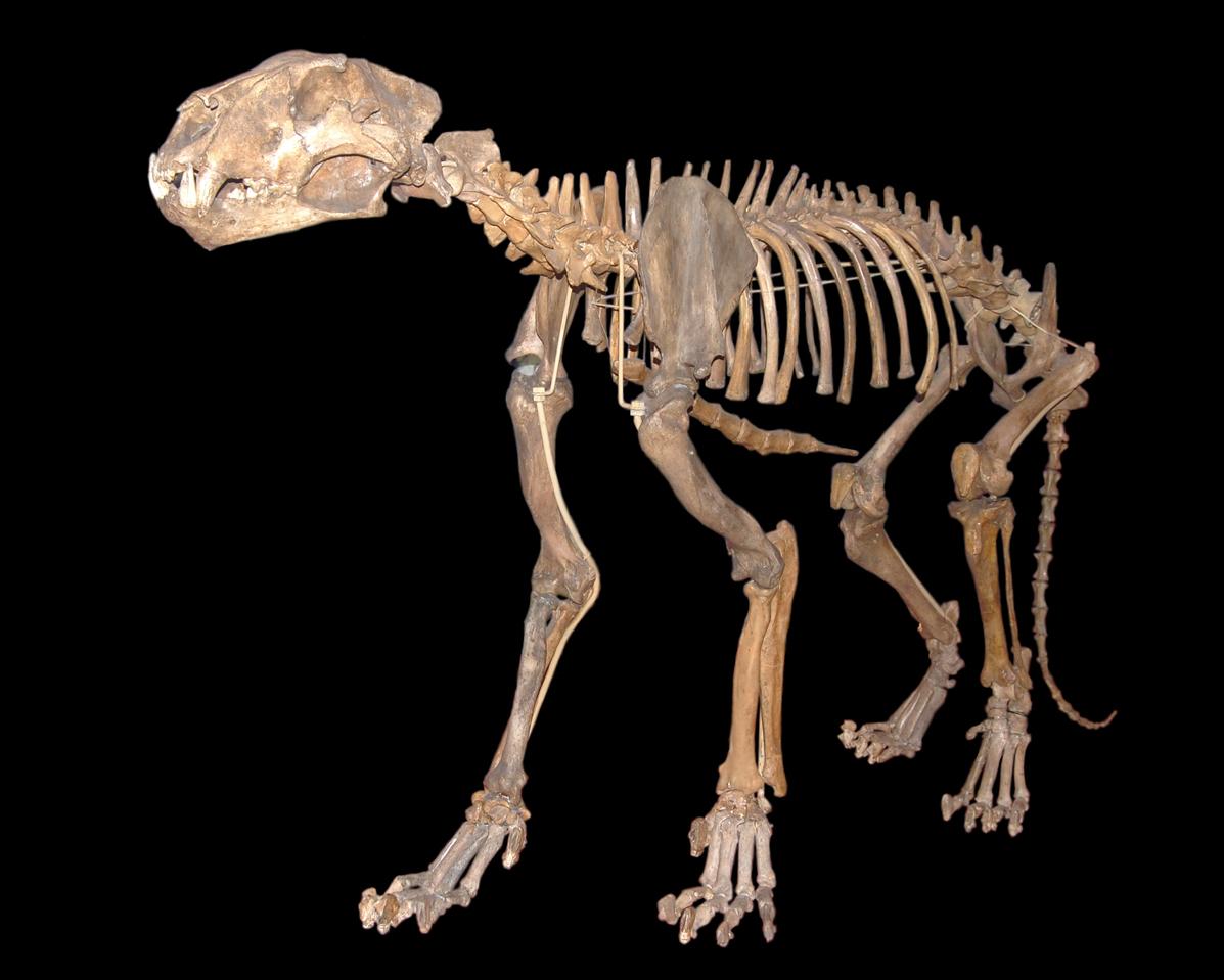 Cave lions, capable of growing up to 3.5 metres long, may have been a test of courage for Stone Age hunters