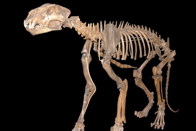 Cave lions, capable of growing up to 3.5 metres long, may have been a test of courage for Stone Age hunters
