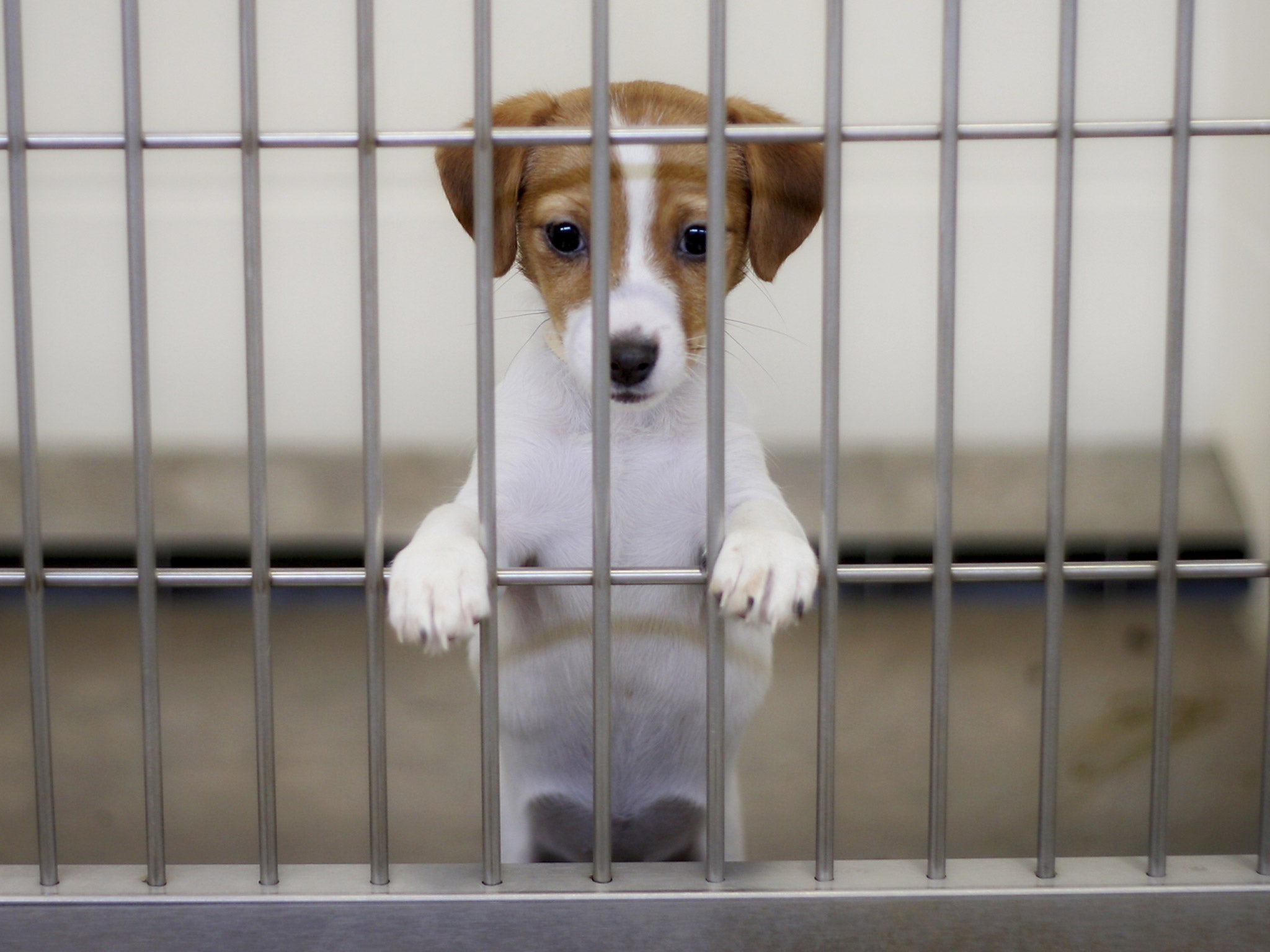 pet shops to only sell rescue dogs 