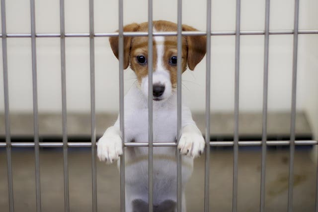 The sale of puppies under eight weeks old was also banned as part of the measure