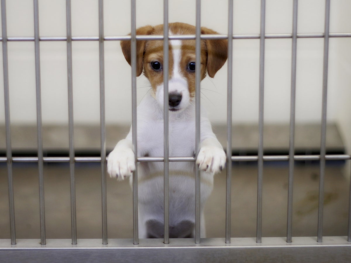 how many dogs are bought from pet stores