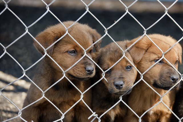 In the last six months, 382 puppies have been seized at the border, with 90 per cent deemed too young to travel 