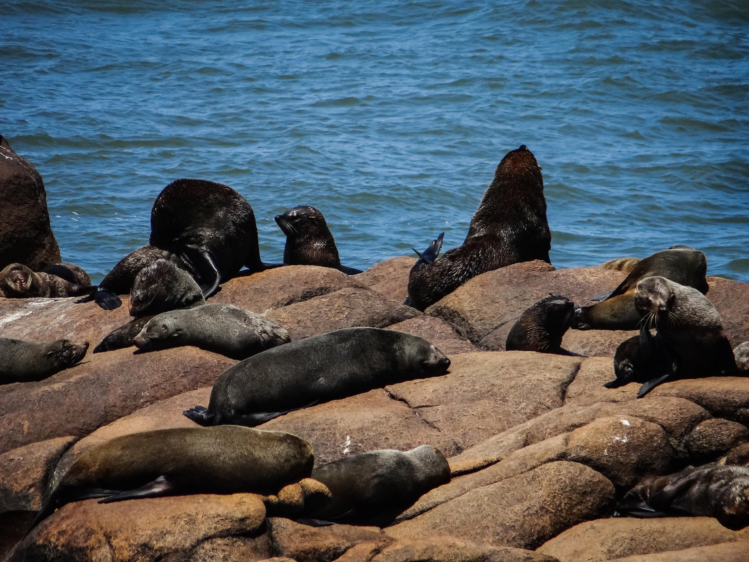 Encounters with sea lions and penguins are common