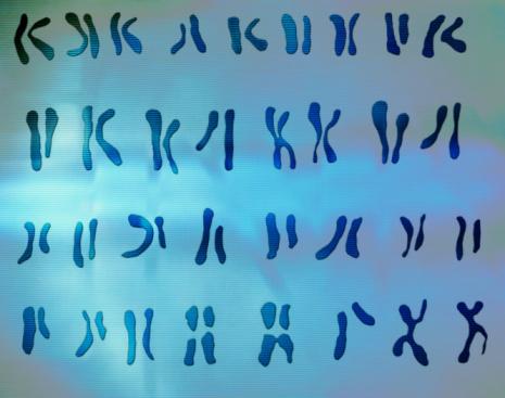 Genetic information held on pairs of chromosomes includes a cancer-protecting gene on the male Y-chromosome
