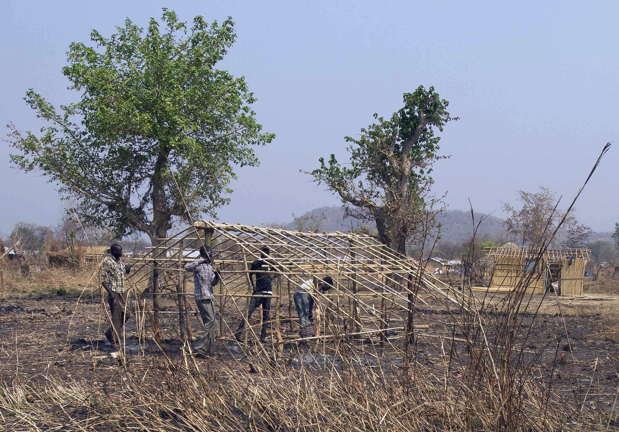 South Sudanese refugees use branches to build a structure at Nyumanzi Resettlement Camp in Adjumani, northern Uganda