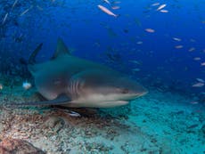 Snorkeler attacked by 10ft bull shark in Florida Keys