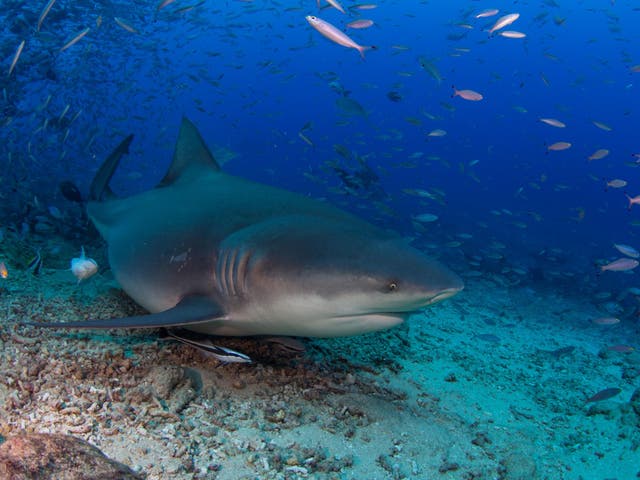 Bull sharks are notoriously aggressive. So why not try a cage-less dive with one in Fiji?