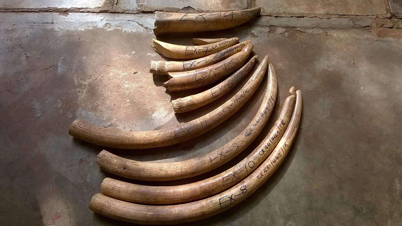 The ivory seized in a recent case in Kenya