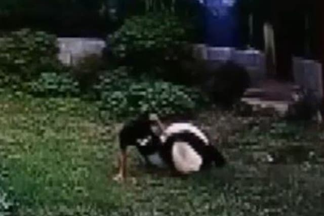 A man wrestles with a giant panda in a Chinese zoo