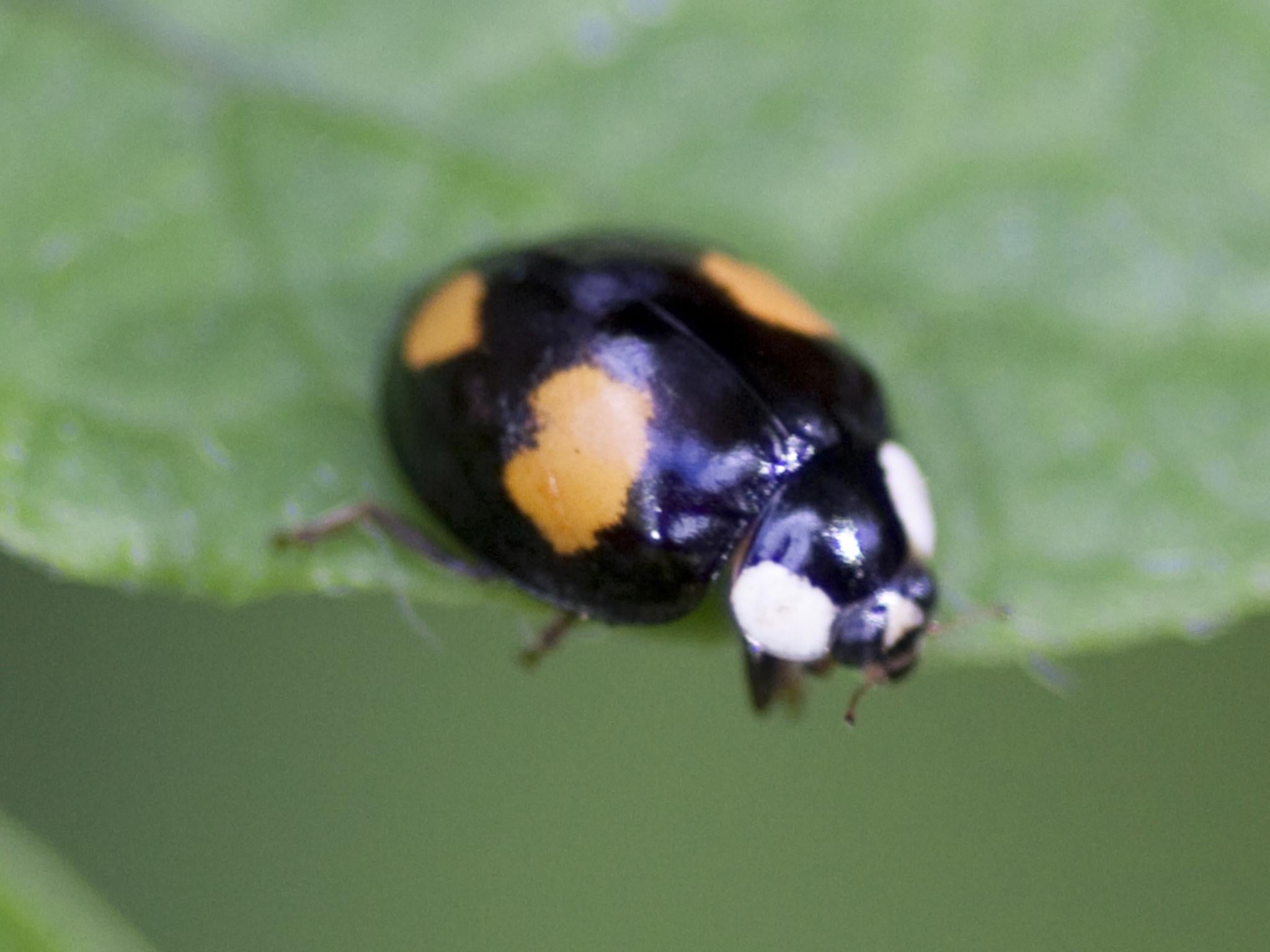 Swarms Of Ladybirds With Stis Have Invaded The Uk The