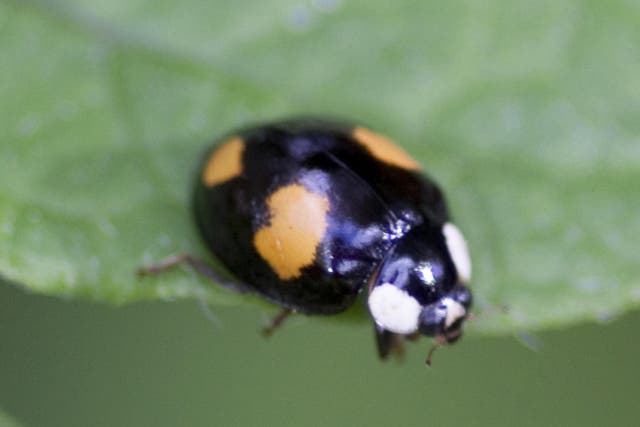 Some Harlequin Ladybirds are distinctive with black bodies and orange spots – but most look like any other ladybird