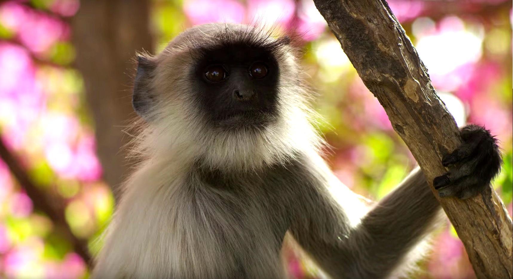 A shot from Planet Earth II