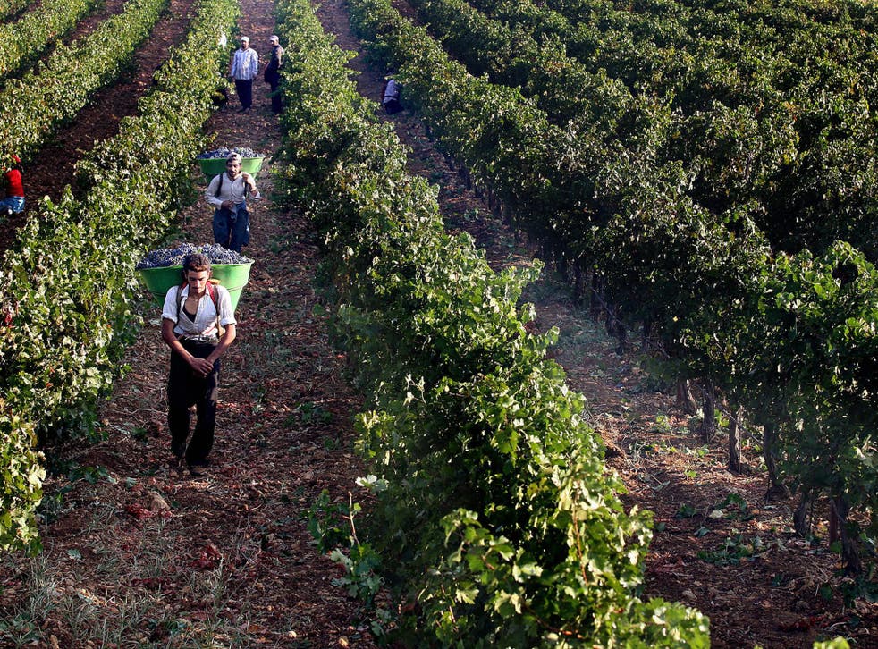 Lebanese workers pick grapes at a vinyard in the village of Khirbet Qanafar in Lebanon’s Bekaa valley